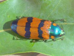 Temognatha conspicillata