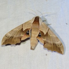 Smerinthus saliceti