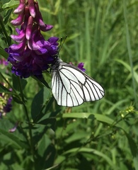 Aporia crataegi