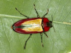 Temognatha carpentariae