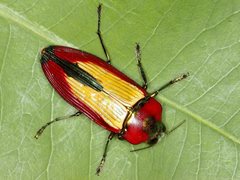 Temognatha carpentariae