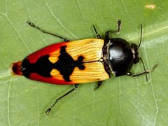 Temognatha nickerli