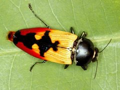 Temognatha nickerli