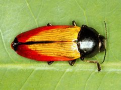 Temognatha nickerli