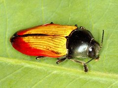 Temognatha nickerli