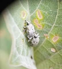 Trichobaris compacta