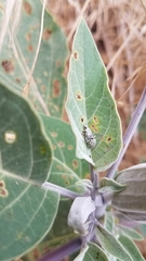 Trichobaris compacta