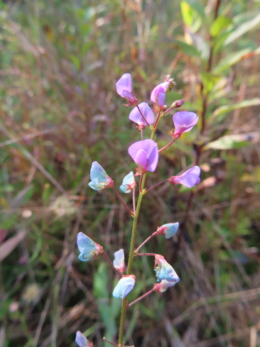 Image of Desmodium marilandicum by (c) Ken Clark, some rights reserved (CC BY)