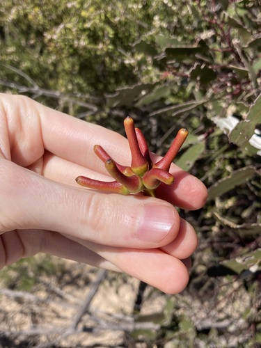 Image of Eucalyptus extensa by (c) Thomas Mesaglio, some rights reserved (CC BY)