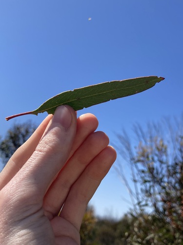 Image of Eucalyptus extensa by (c) Thomas Mesaglio, some rights reserved (CC BY)