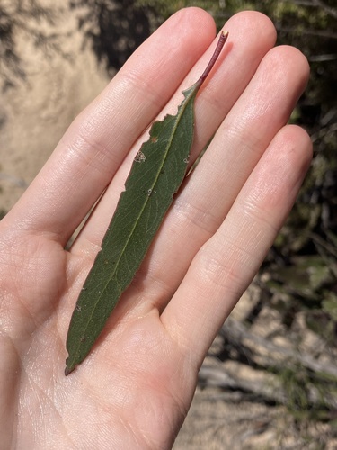 Image of Eucalyptus extensa by (c) Thomas Mesaglio, some rights reserved (CC BY)