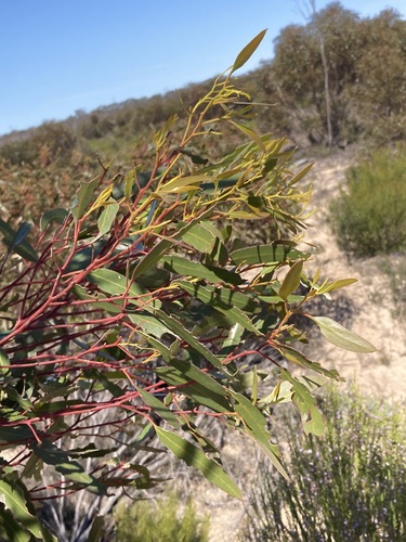 Image of Eucalyptus extensa by (c) Thomas Mesaglio, some rights reserved (CC BY)