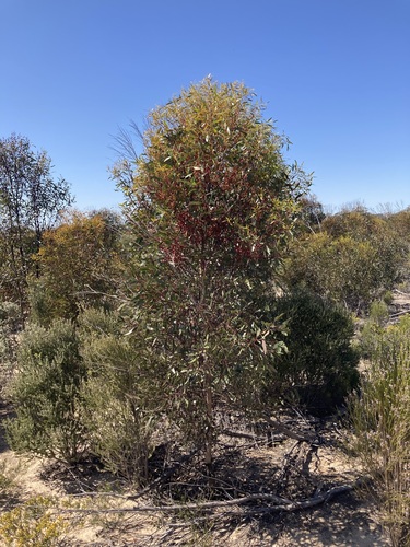 Image of Eucalyptus extensa by (c) Thomas Mesaglio, some rights reserved (CC BY)