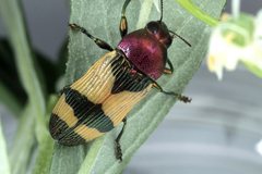 Castiarina garnettensis