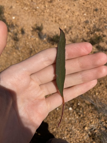 Image of Eucalyptus tenera by (c) Thomas Mesaglio, some rights reserved (CC BY)