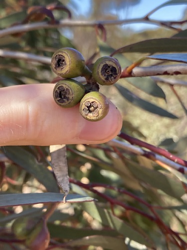 Image of Eucalyptus tenera by (c) Thomas Mesaglio, some rights reserved (CC BY)