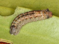 Ogyris iphis
