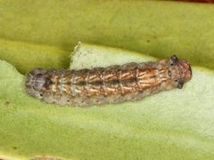 Ogyris iphis
