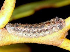 Ogyris iphis