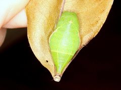 Protographium leosthenes