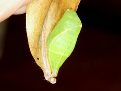 Protographium leosthenes