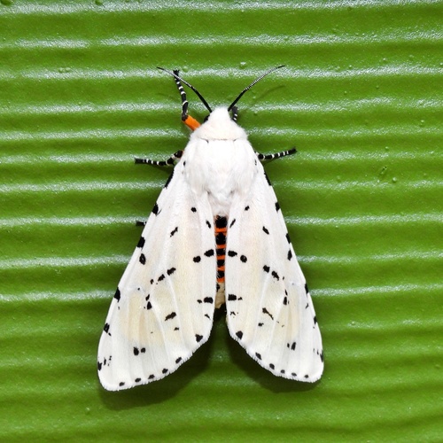 Salt Marsh Moth, photo 9 of 9