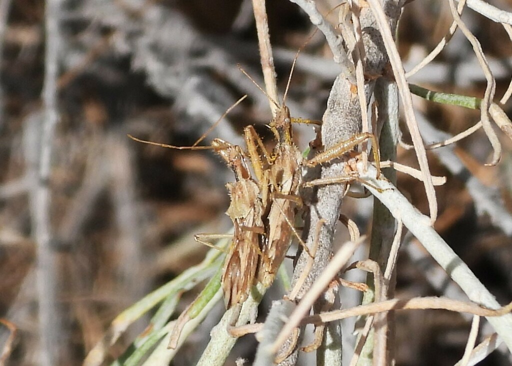 Spined Assassin Bug from Yakima County, WA, USA on September 14, 2024 ...