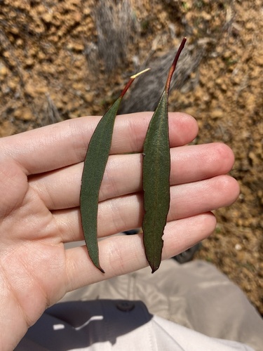 Image of Eucalyptus tenera by (c) Thomas Mesaglio, some rights reserved (CC BY)