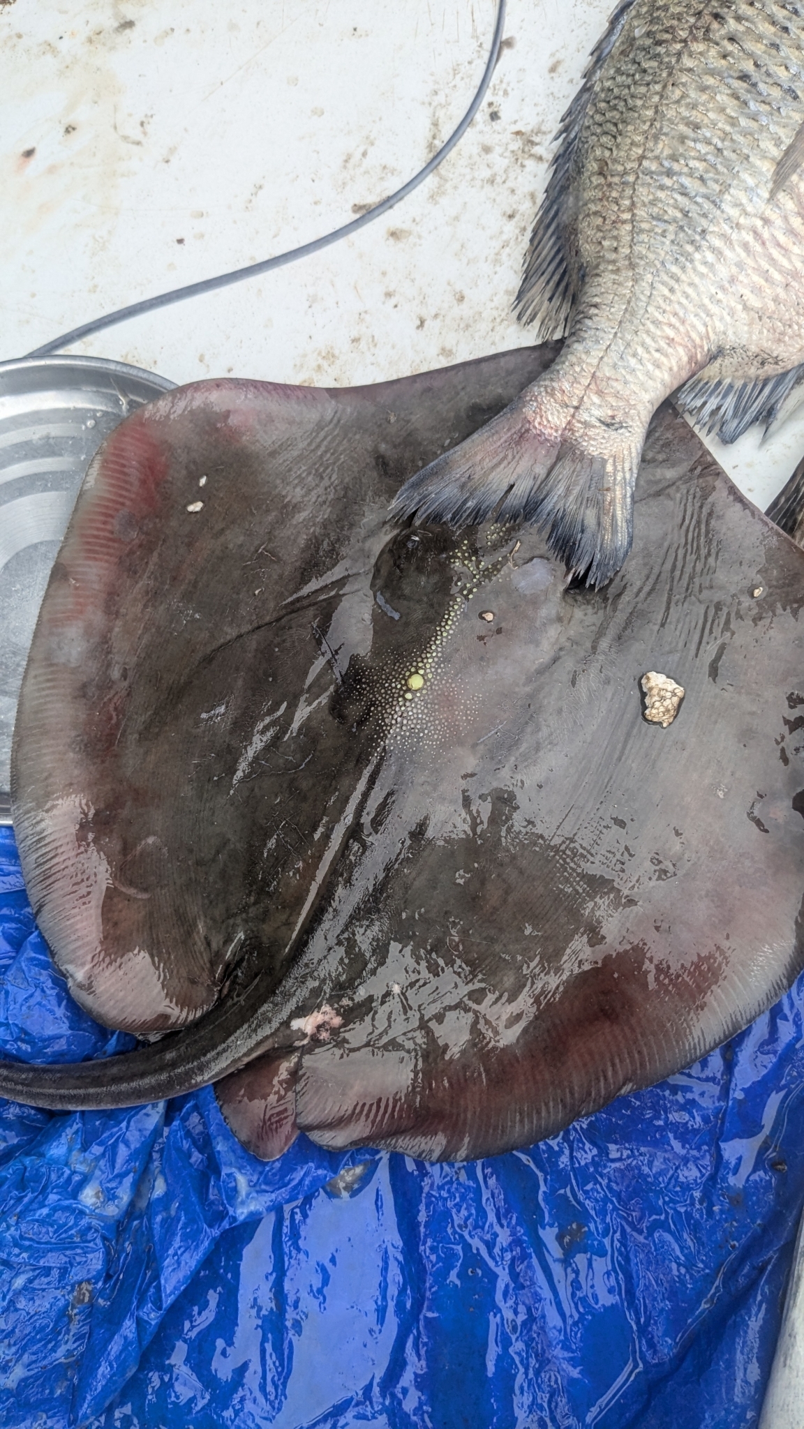Shorttail Whipray photo 3