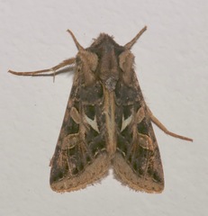 Dargida uncifera
