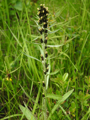 Omalotheca sylvatica