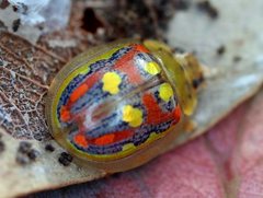 Paropsisterna annularis