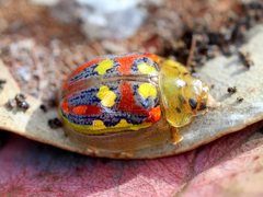 Paropsisterna annularis