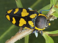 Castiarina octospilota