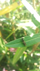 Chloromyia formosa