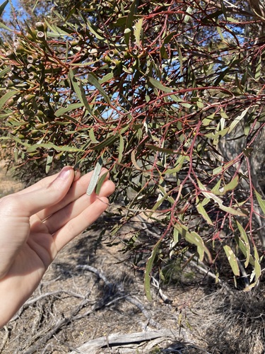 Image of Eucalyptus cylindriflora by (c) Thomas Mesaglio, some rights reserved (CC BY)