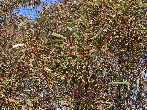 Image of Eucalyptus cylindriflora by (c) Thomas Mesaglio, some rights reserved (CC BY)