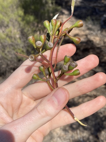 Image of Eucalyptus cylindriflora by (c) Thomas Mesaglio, some rights reserved (CC BY)
