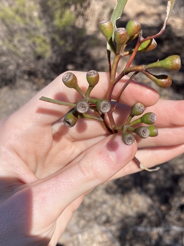 Image of Eucalyptus cylindriflora by (c) Thomas Mesaglio, some rights reserved (CC BY)