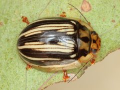 Paropsisterna insignita