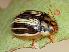 Paropsisterna insignita