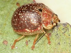 Paropsis lownei