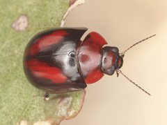 Paropsisterna erudita