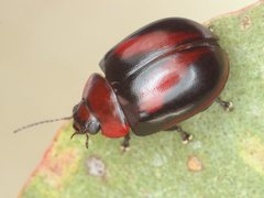 Paropsisterna erudita