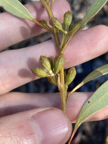 Image of Eucalyptus pileata by (c) Thomas Mesaglio, some rights reserved (CC BY)
