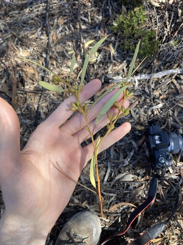 Image of Eucalyptus pileata by (c) Thomas Mesaglio, some rights reserved (CC BY)