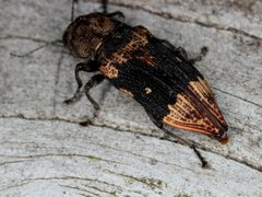 Nascio vetusta