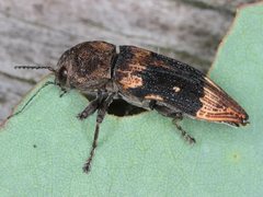 Nascio vetusta