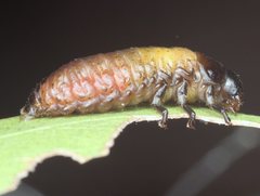 Paropsisterna intacta