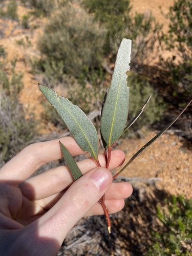 Eucalyptus dolichorhyncha, photograph 1